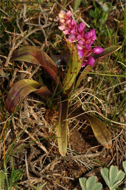 Orchis tenera (= Orchis mascula)